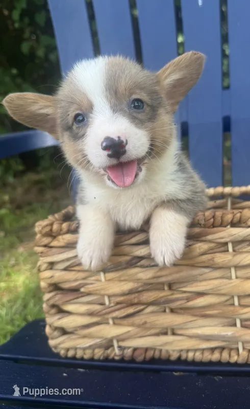 CKC boy 3  – Pembroke Welsh Corgi puppy for sale in Fayetteville, NC