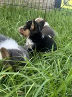 CKC boy 2 , a male Pembroke Welsh Corgi for sale in Fayetteville, NC – 3 of 4