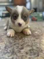 CKC boy 3 , a male Pembroke Welsh Corgi for sale in Fayetteville, NC – 4 of 6