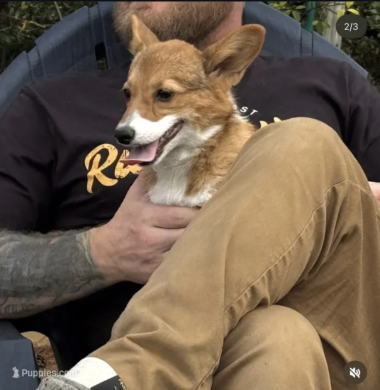 Maple CKC /ACA – Pembroke Welsh Corgi puppy for sale in Fayetteville, NC
