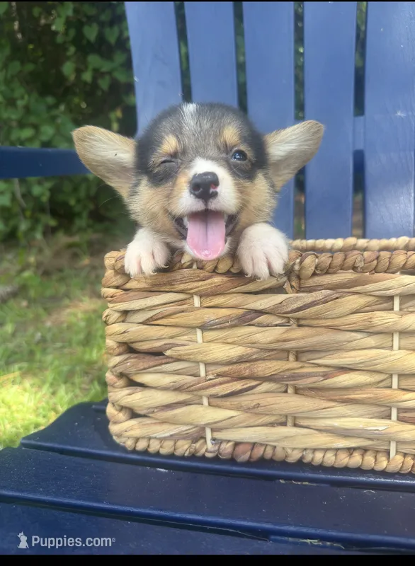 CKC boy 2  – Pembroke Welsh Corgi puppy for sale in Fayetteville, NC