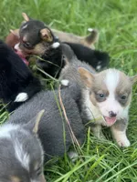 CKC boy 3 , a male Pembroke Welsh Corgi for sale in Fayetteville, NC – 3 of 6