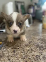 CKC boy 3 , a male Pembroke Welsh Corgi for sale in Fayetteville, NC – 5 of 6