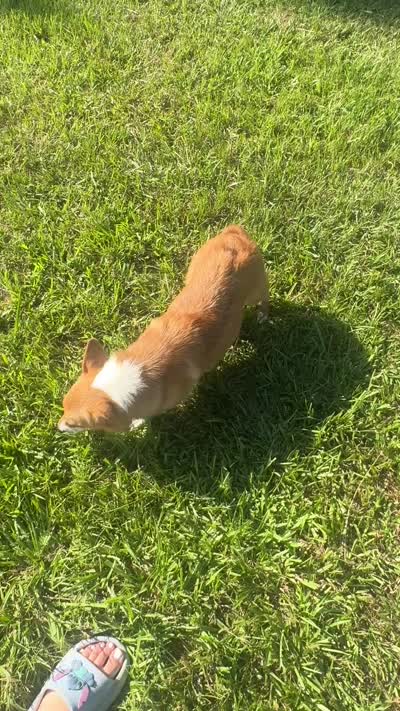 Maple CKC /ACA, a female Pembroke Welsh Corgi for sale in Fayetteville, NC – 3 of 3