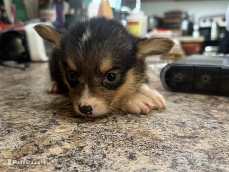 CKC boy 1  – Pembroke Welsh Corgi puppy for sale in Fayetteville, NC
