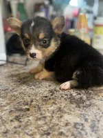 CKC boy 1 , a male Pembroke Welsh Corgi for sale in Fayetteville, NC – 3 of 4