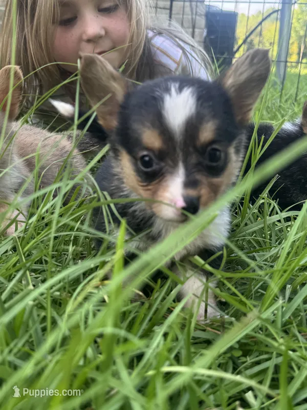 CKC boy 2 , a male Pembroke Welsh Corgi for sale in Fayetteville, NC – 1 of 4