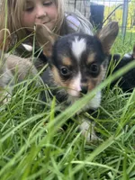 CKC boy 2 , a male Pembroke Welsh Corgi for sale in Fayetteville, NC – 1 of 4