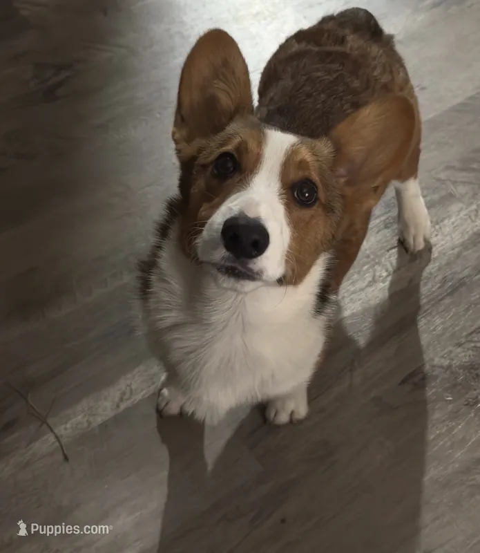 Bear  – Pembroke Welsh Corgi puppy for sale in Fayetteville, NC