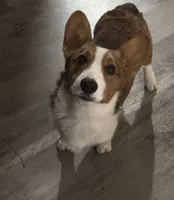 Bear , a male Pembroke Welsh Corgi for sale in Fayetteville, NC – 1 of 1