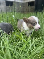 CKC boy 3 , a male Pembroke Welsh Corgi for sale in Fayetteville, NC – 2 of 6