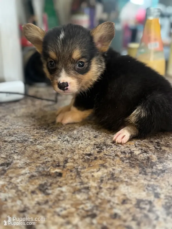 CKC boy 1  – Pembroke Welsh Corgi puppy for sale in Fayetteville, NC