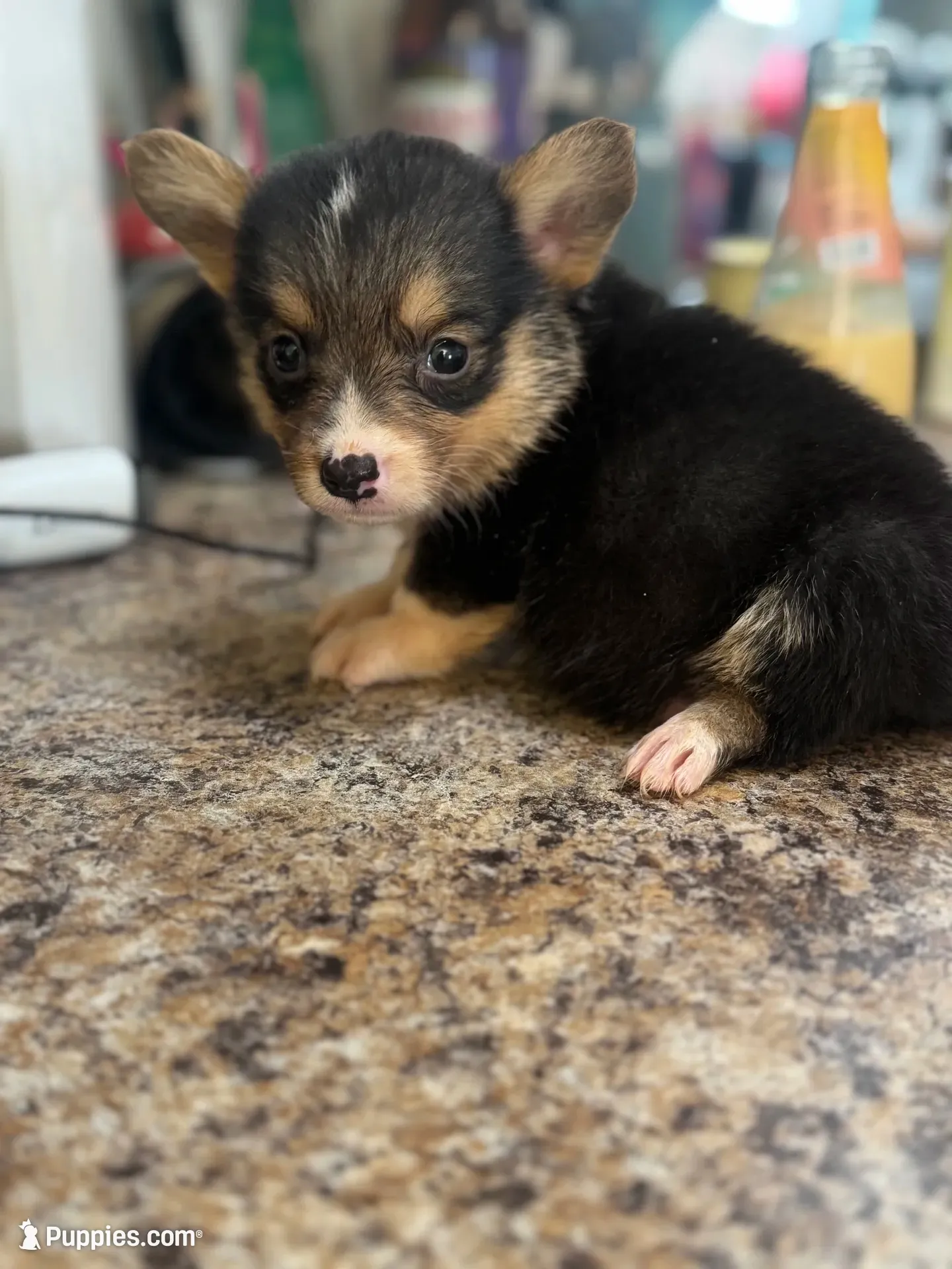 CKC boy 1 , a male Pembroke Welsh Corgi for sale in Fayetteville, NC – 2 of 5