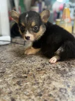 CKC boy 1 , a male Pembroke Welsh Corgi for sale in Fayetteville, NC – 2 of 4
