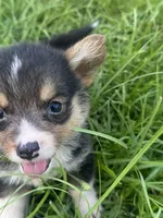 CKC boy 2 , a male Pembroke Welsh Corgi for sale in Fayetteville, NC – 4 of 4