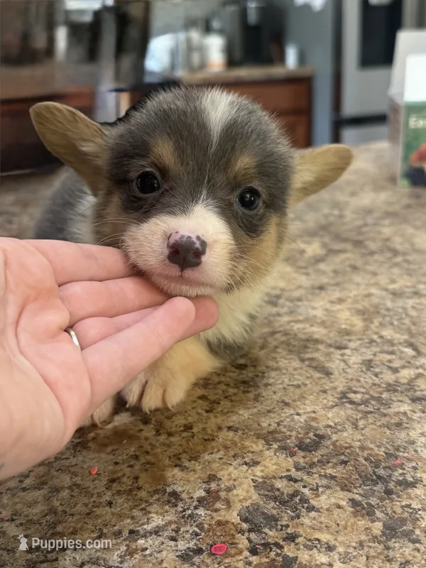 CKC girl 1 , a female Pembroke Welsh Corgi for sale in Fayetteville, NC – 1 of 3
