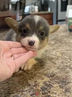 CKC girl 1 , a female Pembroke Welsh Corgi for sale in Fayetteville, NC – 1 of 3
