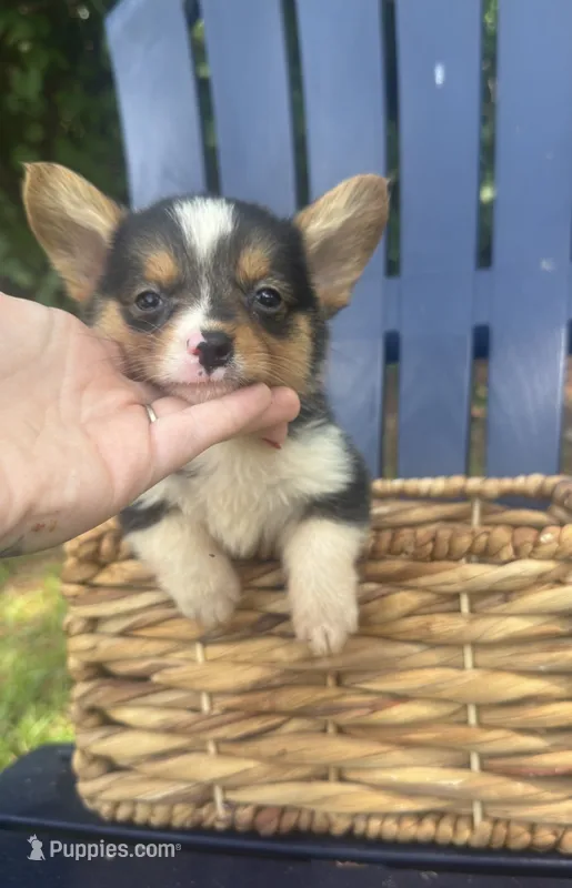 CKC boy 1  – Pembroke Welsh Corgi puppy for sale in Fayetteville, NC