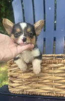 CKC boy 1 , a male Pembroke Welsh Corgi for sale in Fayetteville, NC – 1 of 5