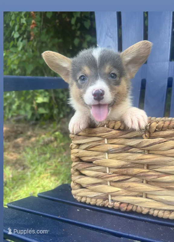 CKC girl 1  – Pembroke Welsh Corgi puppy for sale in Fayetteville, NC
