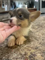 CKC girl 1 , a female Pembroke Welsh Corgi for sale in Fayetteville, NC – 2 of 3