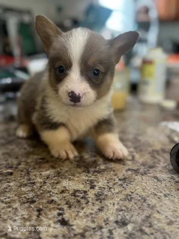 CKC boy 3 , a male Pembroke Welsh Corgi for sale in Fayetteville, NC – 1 of 6
