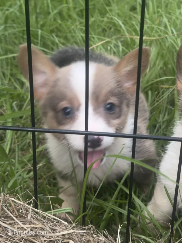 CKC boy 3  – Pembroke Welsh Corgi puppy for sale in Fayetteville, NC