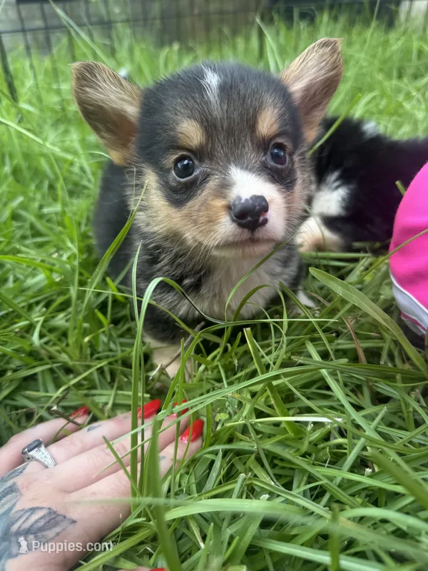 CKC boy 2  – Pembroke Welsh Corgi puppy for sale in Fayetteville, NC