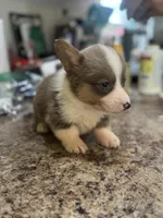 CKC boy 3 , a male Pembroke Welsh Corgi for sale in Fayetteville, NC – 6 of 6