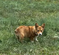 Maple CKC /ACA, a female Pembroke Welsh Corgi for sale in Fayetteville, NC – 2 of 3