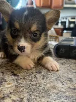CKC boy 1 , a male Pembroke Welsh Corgi for sale in Fayetteville, NC – 4 of 4