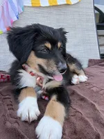 Hope, a female Miniature Australian Shepherd for sale in Hoffman Estates, IL – 5 of 6