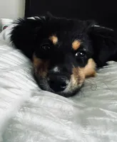 Hope, a female Miniature Australian Shepherd for sale in Hoffman Estates, IL – 3 of 6