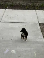 Hope, a female Miniature Australian Shepherd for sale in Hoffman Estates, IL – 6 of 6