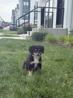 Hope, a female Miniature Australian Shepherd for sale in Hoffman Estates, IL – 4 of 6