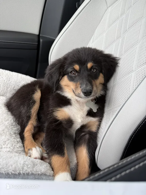 Hope – Miniature Australian Shepherd puppy for sale in Hoffman Estates, IL