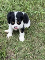 Luna, a female Cavalier King Charles Spaniel for sale in Liberty Hill, TX – 3 of 6