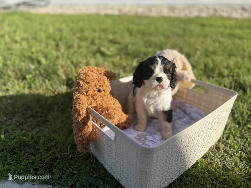 Luna – Cavalier King Charles Spaniel puppy for sale in Liberty Hill, TX
