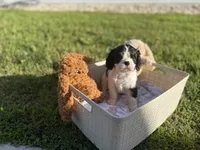 Luna, a female Cavalier King Charles Spaniel for sale in Liberty Hill, TX – 1 of 2
