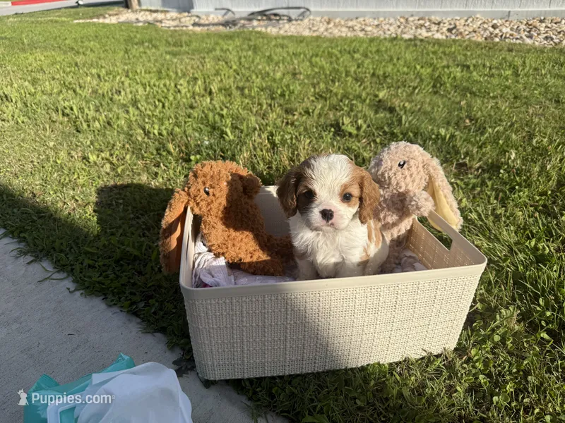 bronco – Cavalier King Charles Spaniel puppy on hold in Liberty Hill, TX