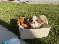bronco, a male Cavalier King Charles Spaniel for sale in Liberty Hill, TX – 1 of 3