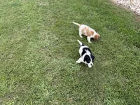 Luna, a female Cavalier King Charles Spaniel for sale in Liberty Hill, TX – 6 of 6