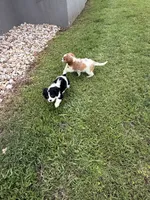 Luna, a female Cavalier King Charles Spaniel for sale in Liberty Hill, TX – 4 of 6