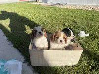 Princess, a female Cavalier King Charles Spaniel for sale in Liberty Hill, TX – 2 of 2
