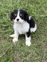 Luna, a female Cavalier King Charles Spaniel for sale in Liberty Hill, TX – 5 of 6