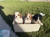 bronco, a male Cavalier King Charles Spaniel for sale in Liberty Hill, TX – 3 of 3
