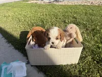 bronco, a male Cavalier King Charles Spaniel for sale in Liberty Hill, TX – 2 of 3