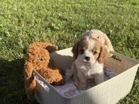 Princess, a female Cavalier King Charles Spaniel for sale in Liberty Hill, TX – 1 of 2