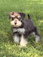 Bently , a male Miniature Schnauzer for sale in Gibbon Glade, PA – 3 of 3