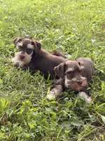 Baxter, a male Miniature Schnauzer for sale in Gibbon Glade, PA – 3 of 3
